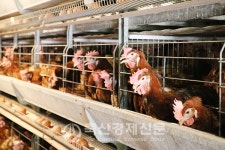 산란성계 수출 가파른 성장세
