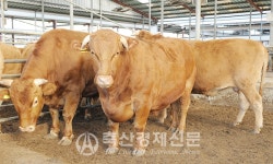 우성사료 「슈퍼50 한우마루」 호평