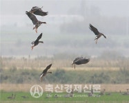 농식품부 AI 방역 고삐 조인다