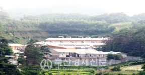 농협 종돈개량사업소 팔방미돈본격 보급