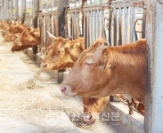 한우산업 갈수록 규모화 뚜렷