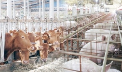 농림축산식품부 구제역 긴급행동지침(SOP) 개정