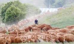 한우 ·돼지 수급관리 전문가 토론회