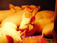 협동조합 종돈개량 네트워크 시스템 도입 4년 성과 탁월