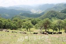 [부정 인식 바로잡을 산지생태축산Ⅱ - 탐방/강원 평창 「산너미 목장」]