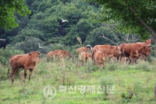 [부정 인식 바로잡을 산지생태축산Ⅰ-주요 현황]