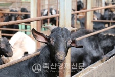 [염소, 축산업 신성장 동력으로Ⅰ-현주소]