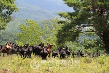 [염소, 축산업 신성장 동력으로Ⅰ-현주소]