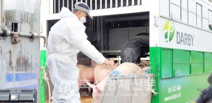 ASF 희생농가 돼지 재입식 시작