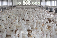 2020년 축산업 결산(오리/배합사료)