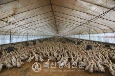 오리협회 AI 방역·보상 현실화를 개선과제 제기