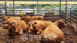 농협 한우국 암소감축·입식자제 동참을
