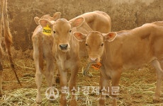 한우 마릿수 심상치 않다