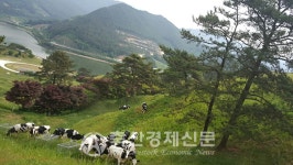 농협젖소개량사업소 젖소개량 꾸준한 성과