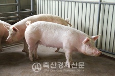 국립축산과학원, 안전하고 올바른 돼지인공수정을