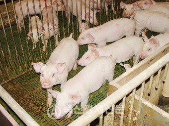 돼지열병 생마커백신 지원 절실