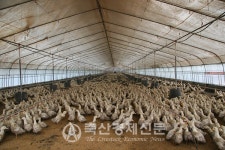 비현실적 동물복지 기준 바꿔라