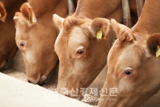 미경산우 비육지원 왜 하지? 답보상태 지속