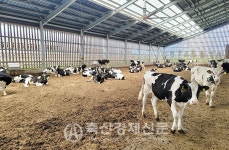 당진낙협 육성우 전문목장 「자연으로 농장」