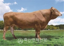 신규 보증씨수소 15마리 선발