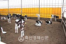 밀키웨이 송아지 농장