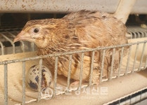 이색 축종 메추리산업을 찾아서