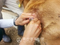 대한민국 가축방역, 수의사에게 듣는다…대가축