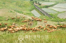 2022신년특집 [프·롤·로·그]축산에 대한 성찰이 우선이다
