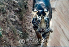 2022년 임인년(壬寅年)…재미있는 호랑이 이야기