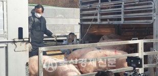 눈물겨운 ASF 재입식 농가