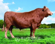 자연드림 목장 보증종모우 최종 선발