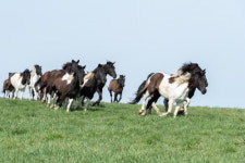 국립축산과학원 국내산 승용마 한라산 방목