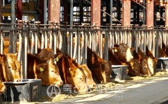 홍성군, 한우경영·가축보험 지원