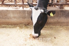 경기 김포 연보람목장에 가다