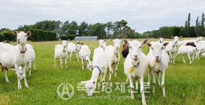 귀촌·귀농인에게 주목받는 「유산양」