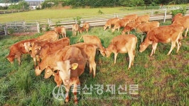 친환경축산협회 다움목장 방목 한우 할인전 진행