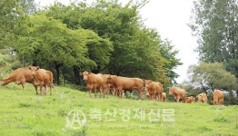 홍성한우 고급육 장려금 지원