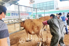 부여축협, 한우 인공수정 교육