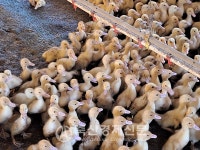 [고곡물가 시대 살아남기] 오리