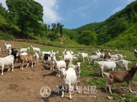 친환경축산협회, 올해 방목생태축산농장 9곳 지정