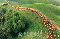 서산 한우목장, 관광명소 된다