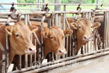 한우값 폭락 심상치 않다