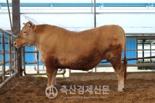 [화제] 특별한 슈퍼한우 합천황토 한우
