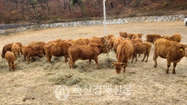 [축산인식 개선 우수사례Ⅱ] 강원 횡성 「황고개농장」