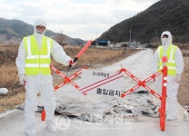 강원 철원서도 ASF 발생