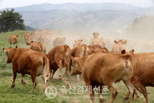 한우 가격 연동제 적극 추진
