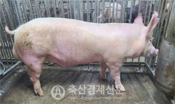 농협종돈개량사업소 한국형 씨돼지 분양