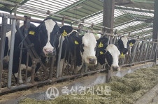소 값 폭락 불똥 젖소농가로 번져