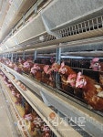 [초점]산란계 사육면적 상향 조정…들끓는 현장 (상)