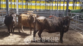 강원 고성군 칡소 수정란 이식 사업 착수
